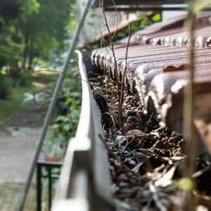 Close-up of clogged roof rain gutter full of dry leaf and with plant foliage growing, with small depth of field.